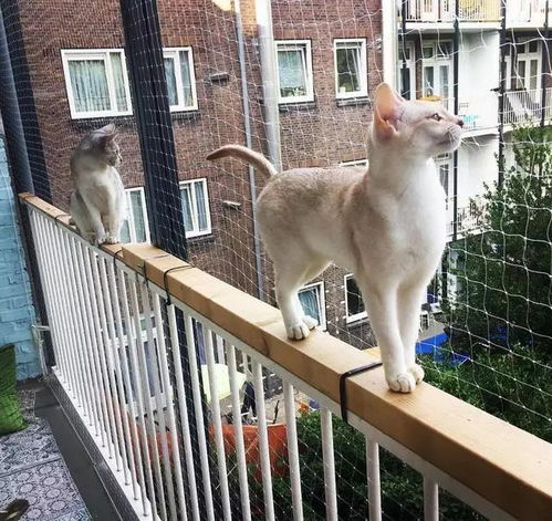 封闭阳台怎么养宠物猫