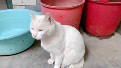 偷宠物猫的人怎么判刑