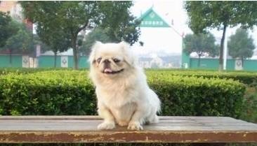 京巴犬多少钱一只
