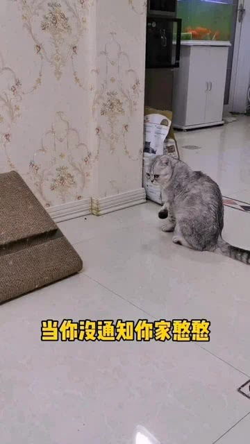 宠物猫怎么喂米饭好吃