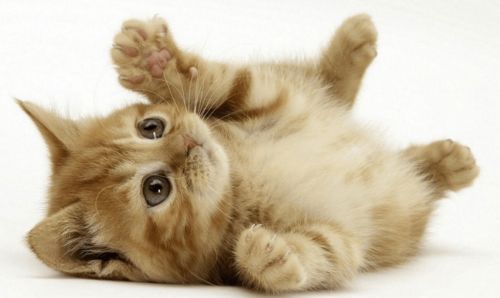 宠物狗猫吃肉会怎么样