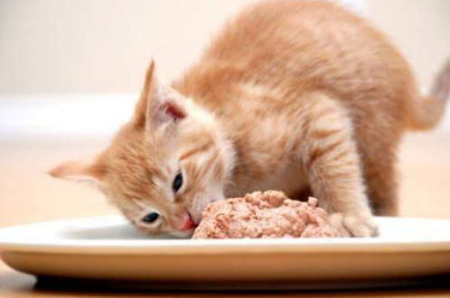 猫罐头一次喂多少