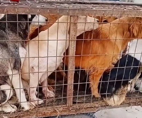 狗肉馆买宠物狗怎么样