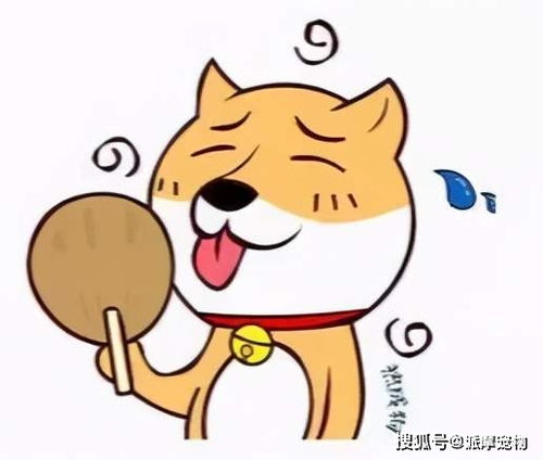 近期宠物狗中暑怎么办呢