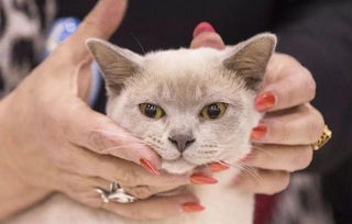 宠物猫怎么捡屎