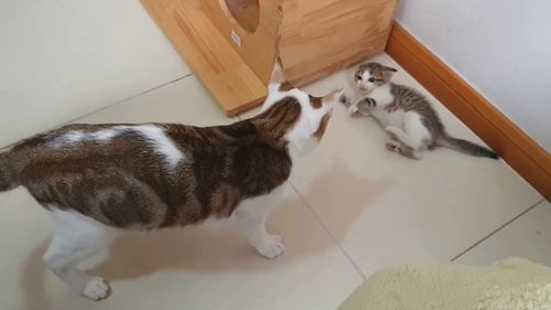 怎么教训宠物猫
