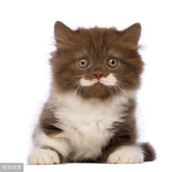 宠物猫舍怎么赚钱
