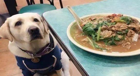 宠物狗不吃饭菜怎么办