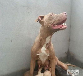 宠物狗去抓兔子会怎么样