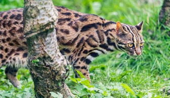 野猫咬宠物狗怎么办啊