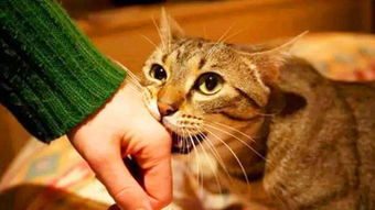 怎么确定猫是宠物猫呢