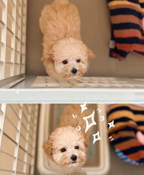 泰迪幼犬三个月吃多少