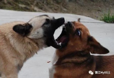 宠物狗狗咬狗怎么回事啊