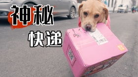 宠物狗可以快递吗怎么寄的啊