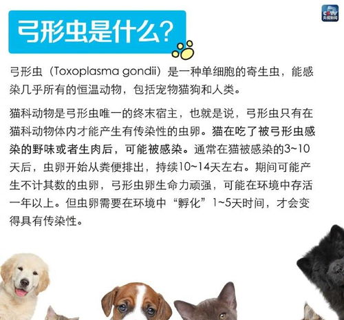 怀孕宠物狗猫怎么办啊