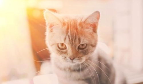怎么与宠物猫相处
