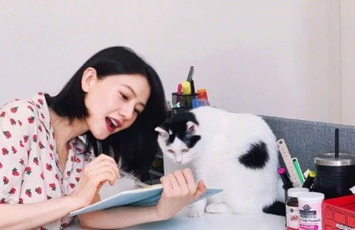 南阳怎么寄送宠物猫