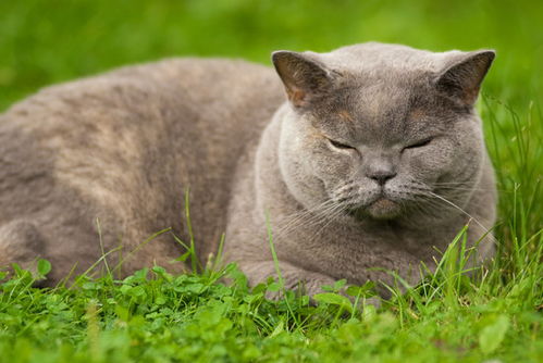 宠物猫没有感情怎么办啊
