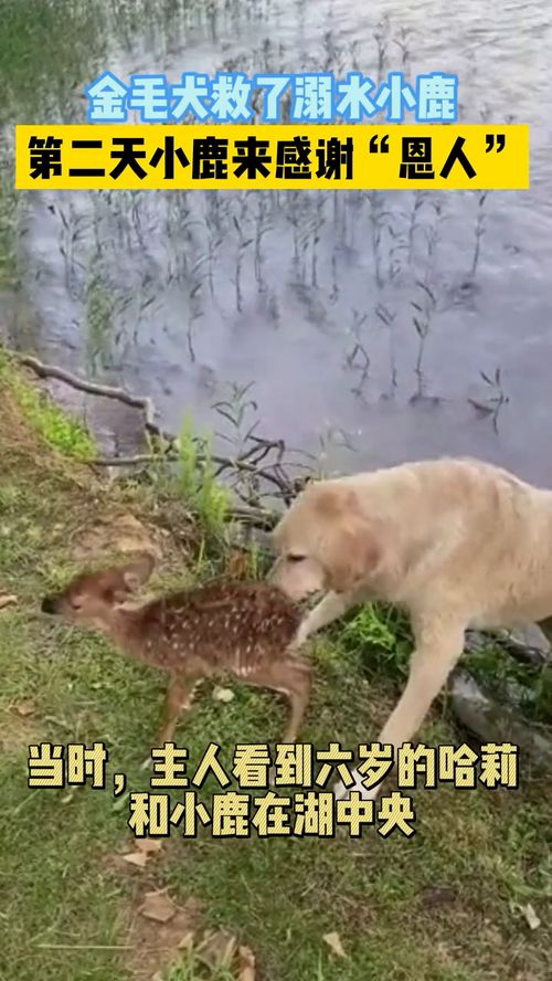 溺水的宠物狗怎么救它呢