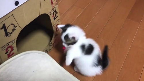 快乐宠物猫怎么玩