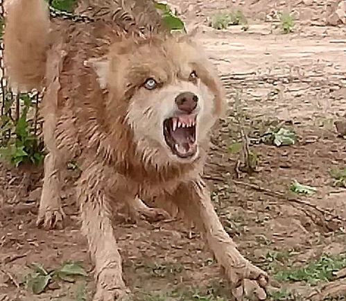 宠物狗养在农村会怎么样