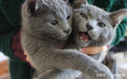 宠物猫尿频怎么办