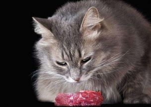 宠物猫怎么吃生肉