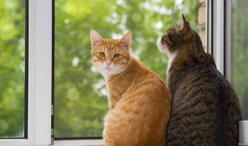 宠物猫不见了会怎么样吗