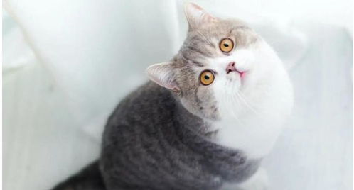 宠物猫肚子有毛球怎么办