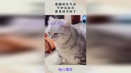 惹宠物猫生气了怎么办呢