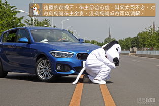 宠物狗被车子撞了怎么办