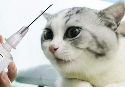 宠物猫感冒怎么打针的