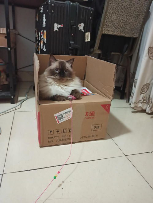 宠物猫怎么脱敏的