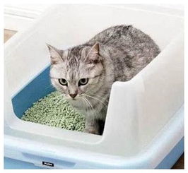 宠物猫怎么粘猫砂盆