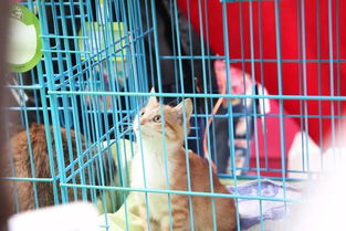 宠物猫领养信息怎么写