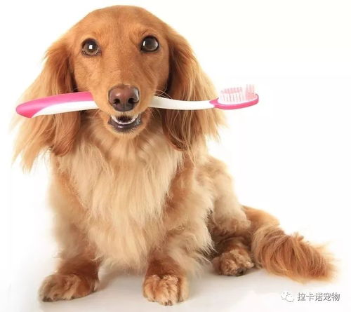 宠物狗有刷牙吗怎么刷的