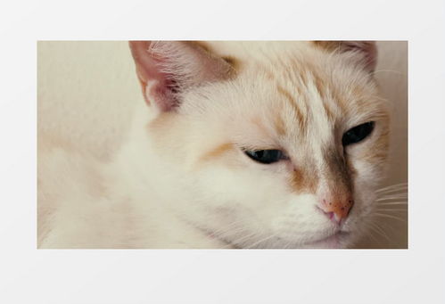 宠物猫的作品怎么写