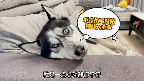 宠物狗被鞭炮吓着怎么办