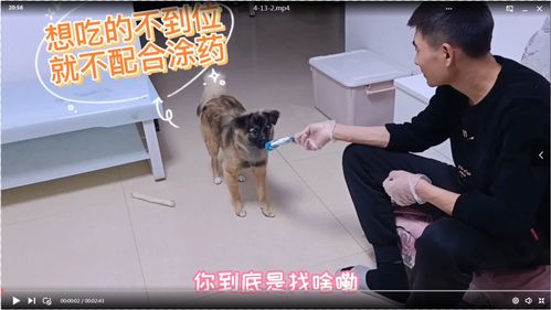 宠物狗受伤药怎么用的啊
