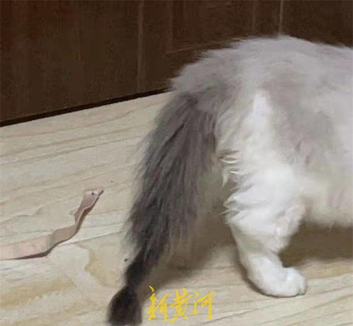 怎么买新春宠物猫便宜