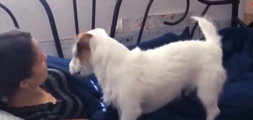 宠物狗成了土狗会怎么样