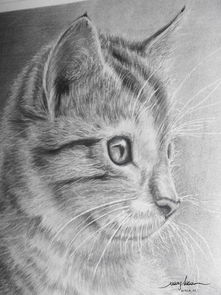 用铅笔画出宠物猫怎么画