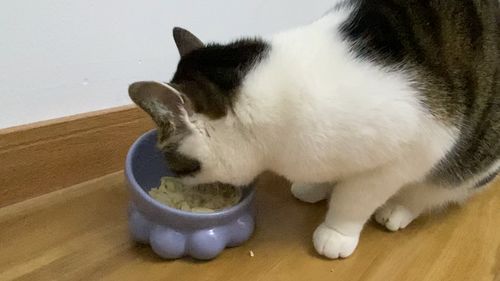 宠物猫吃猫粮怎么喂