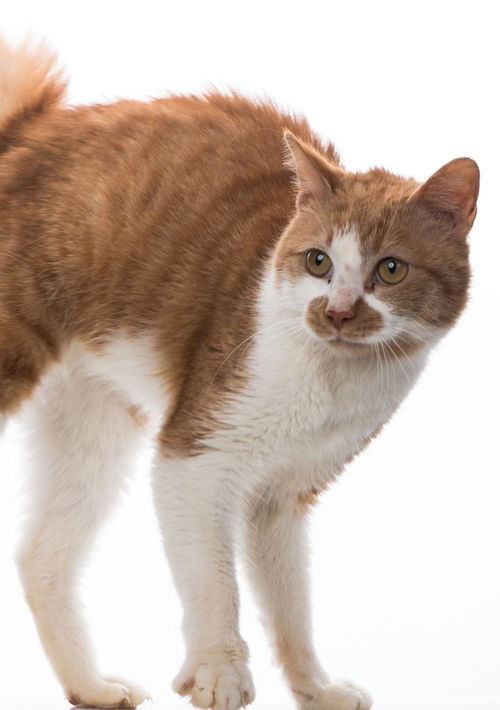 宠物猫四处撒尿怎么办