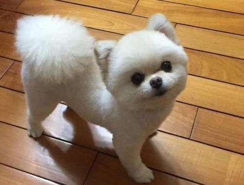 博美宠物狗怎么修剪毛发