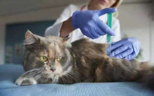 宠物猫怎么打芯片的