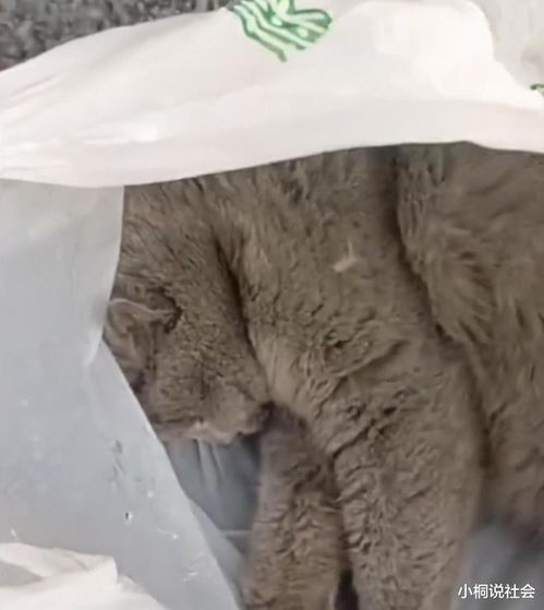 捡到宠物猫怎么寻猫主人