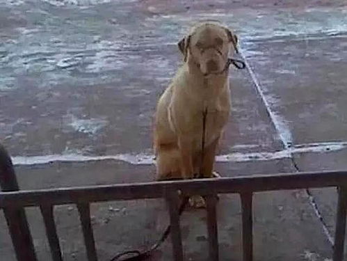 流浪汉看宠物狗怎么办