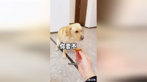 宠物狗吃鸡屁股怎么办啊