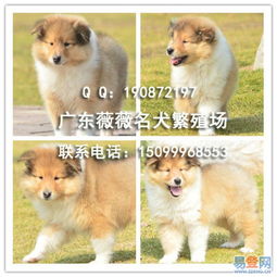 苏牧犬多少钱一只
